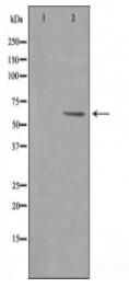 CAF1B Antibody
