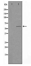 CLK2 Antibody
