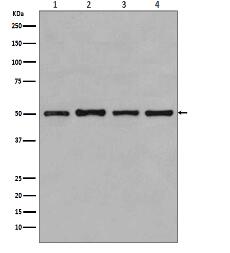 beta Tubulin Antibody
