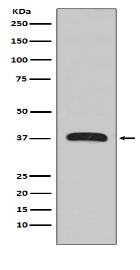MBP-Tag Mouse Monoclonal Antibody