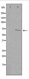 CDKAL Antibody