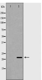 CLDN11 Antibody