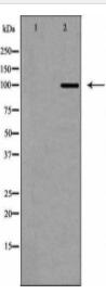 DNMT3A Antibody
