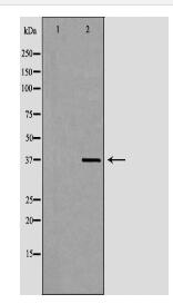 APOH Antibody