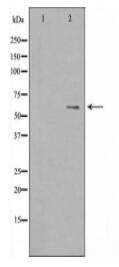 DCT Antibody