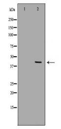 CD33 Antibody