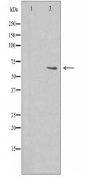 AATF Antibody