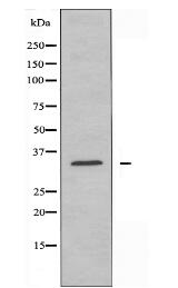 CLTR2 Antibody