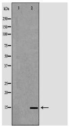 CCL21 Antibody