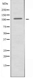 BCLAF1 Antibody