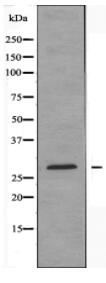 BCAS2 Antibody