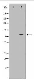 ANGPT2 Antibody