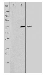 AMPH Antibody