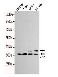 CrkII Mouse mAb
