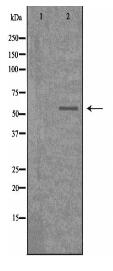 CDKL2 Antibody