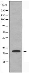 CEBPG Antibody