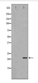 BCL2L2 Antibody