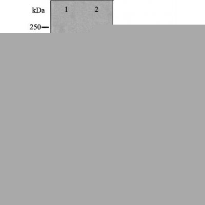 BVES Antibody