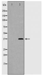 CD86 Antibody