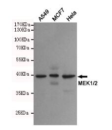 MEK1 Mouse mAb