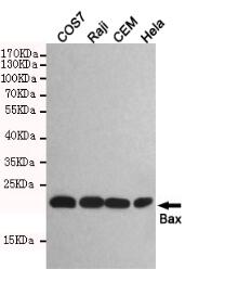 Bax Mouse mAb
