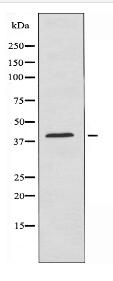 CD55 Antibody