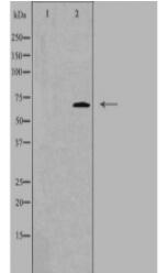 DDX55 Antibody