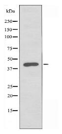 5-HT-1E Antibody