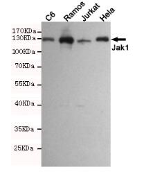 CKMT1 Mouse mAb