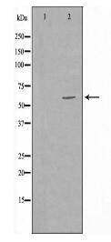 ALS2CR13 Antibody