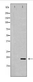 CHOP Antibody