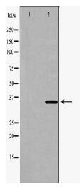 CDK6 Antibody
