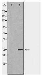 CD9 Antibody