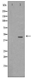 CDK9 Antibody