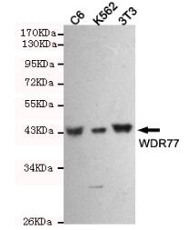 WDR77 Mouse mAb