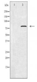 CAPN11 Antibody