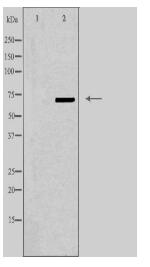 ABCF1 Antibody