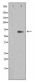 ARMCX2 Antibody