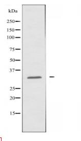 ATF5 Antibody