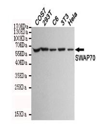 SWAP70 Mouse mAb