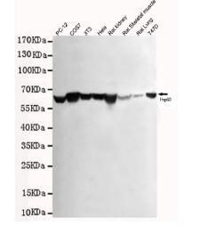 Annexin V-HRP (HRP-Conjugate) Rabbit pAb