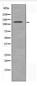 CEP135 Antibody