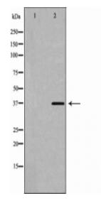BMI1 Antibody