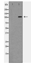 ANPEP Antibody