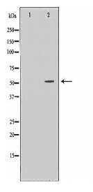 ANGPTL3 Antibody