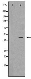 CD34 Antibody