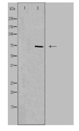 CD6 Antibody
