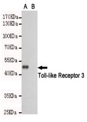 Toll-like Receptor 3 Mouse mAb