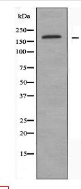 ABCC3 Antibody