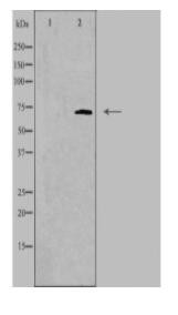 ELF4 Antibody